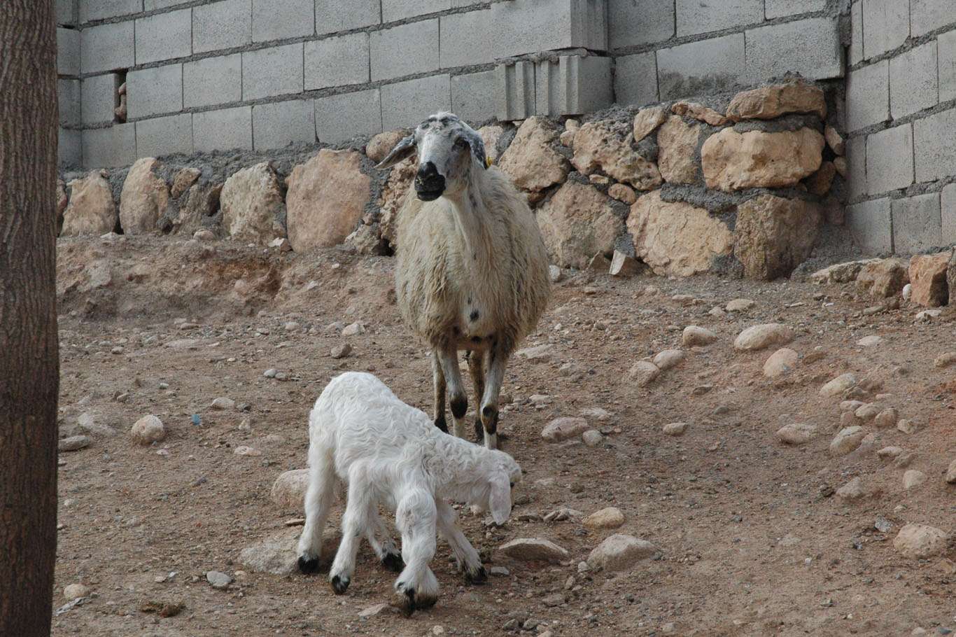 A six-footed lamb born in southeastern Turkey